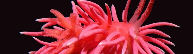 Kalifornijski obalni papuči preuzimaju