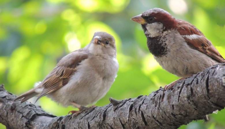 Zašto vrapci nestaju iz ruskih gradova?