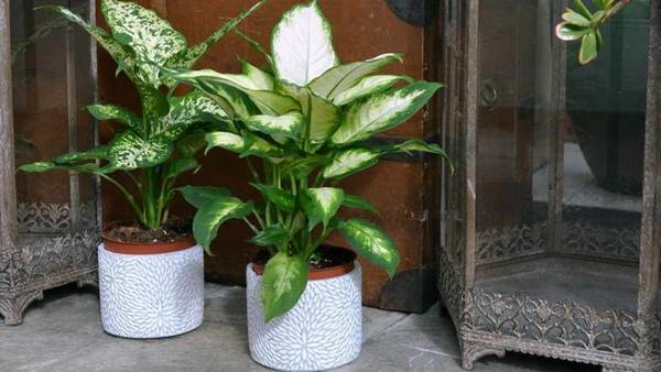 Dieffenbachia kod kuće 