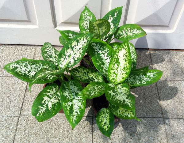 sobni cvijet dieffenbachia 