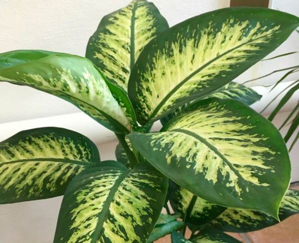 Biljka Dieffenbachia 