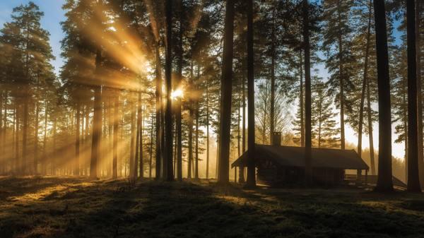 da li je moguće posaditi smreku na parceli sa znamenjima 