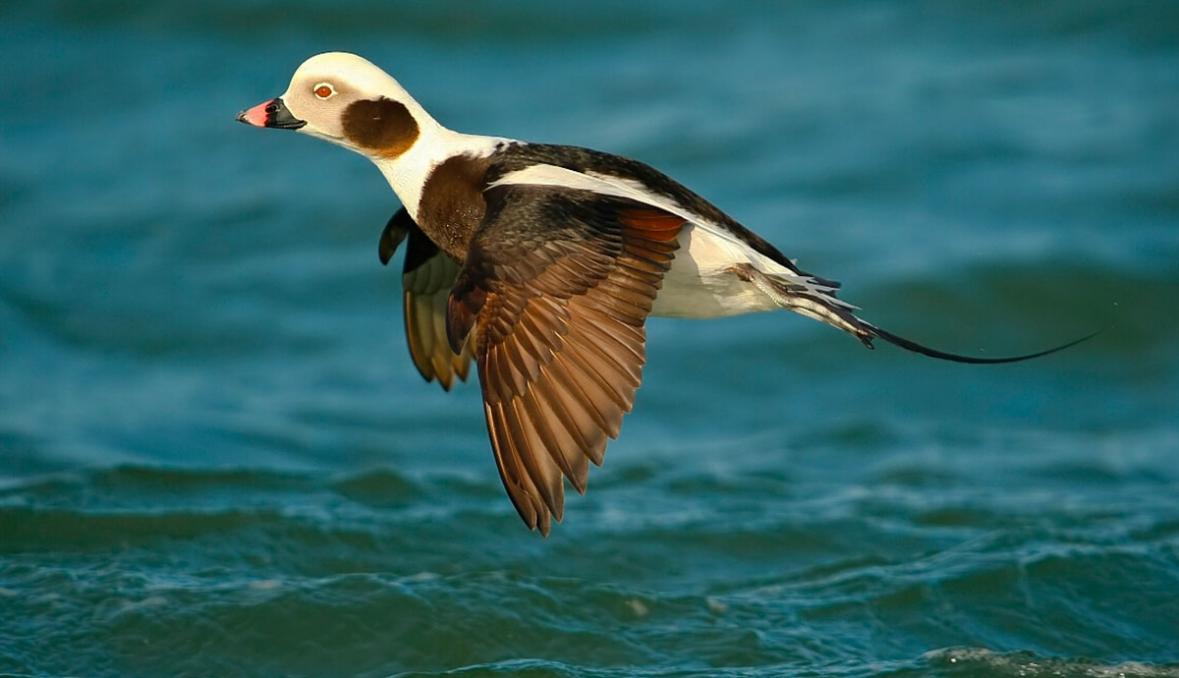 Zašto jedrilične patke počinju padati s neba ...