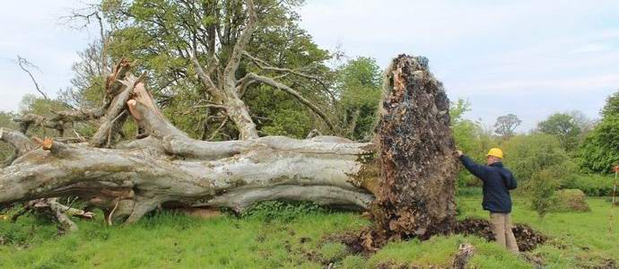 Pod korijenjem stoljetne bukve bili su ostaci srednjovjekovne tinejdžerke