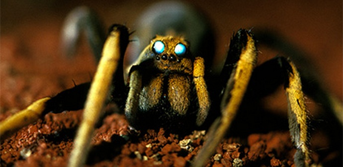 Orde tarantula napale su australijski grad