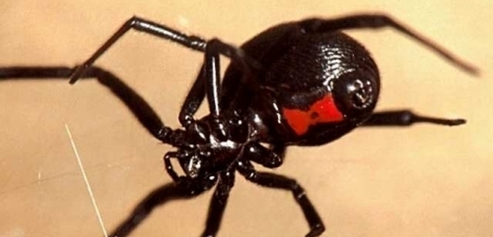 Orde otrovnih pauka doslovno napale Kazahstan