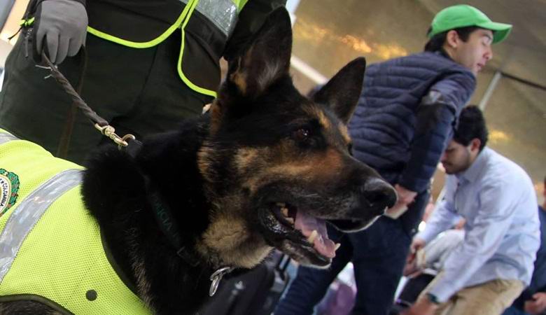 Policijski pastir je toliko dobar u pronalaženju droge, da su mu karteli nagradu naklonili.