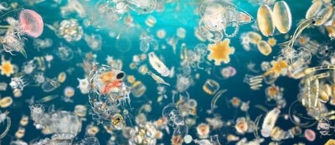 Polovicu kisika u atmosferi dugujemo planktonu.