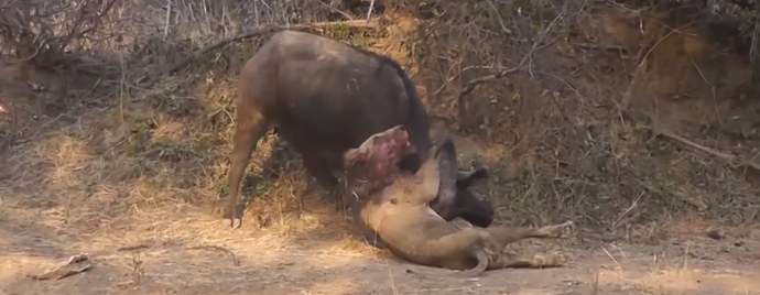 Posljednja bitka kralja zvijeri