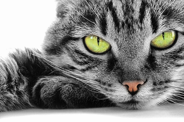 Da li je istina da mačke vide duhove?