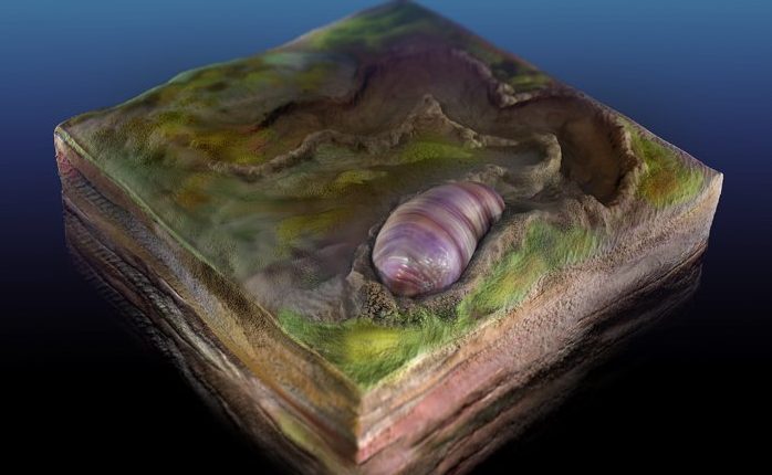 Predak svih životinja - uključujući ljude - pronađen u australijskim fosilima 