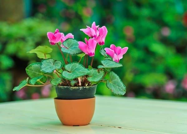 znak ciklame u kući 