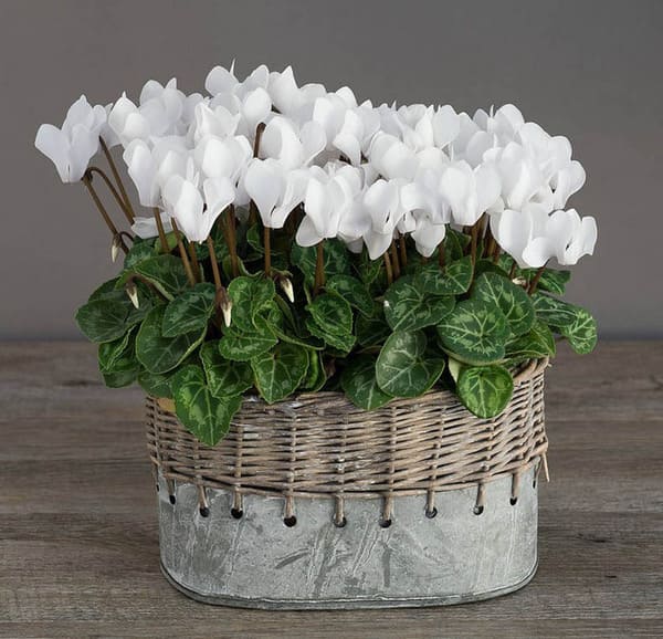 ciklama znakovi i praznovjerja za dom 