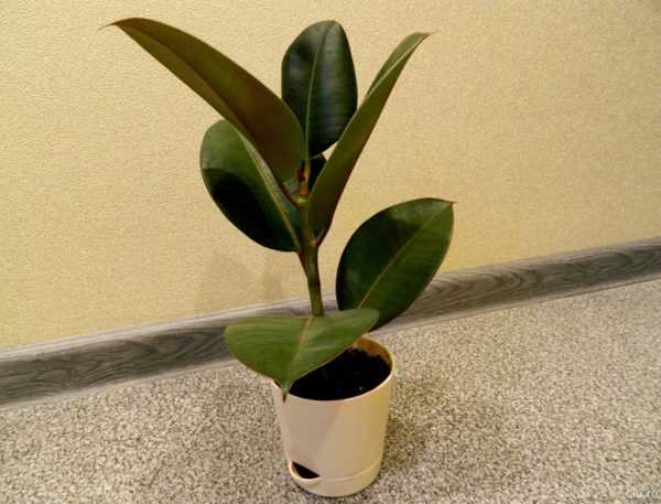 Ficus guma 