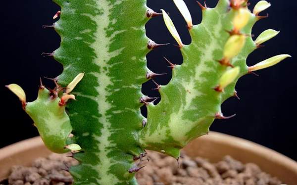 izbacivati ​​trokutaste predznake i praznovjerja 