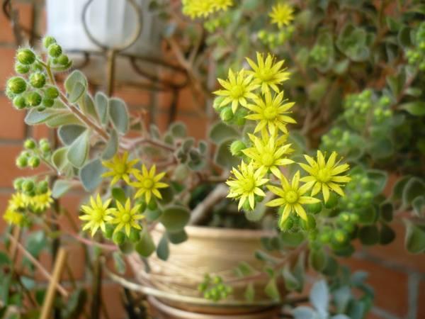 aichrizon drvo ljubavnih znakova 