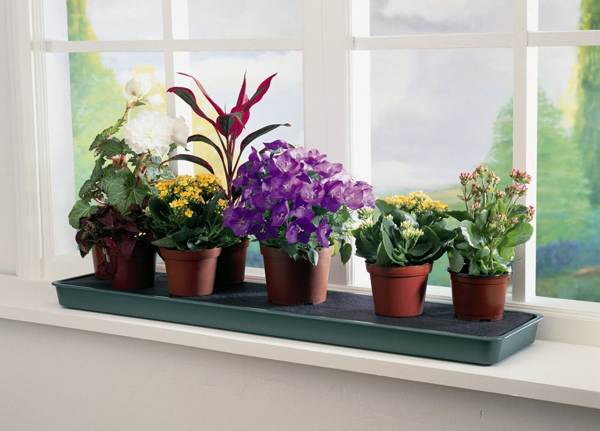 znakovi za kućno cvijeće 