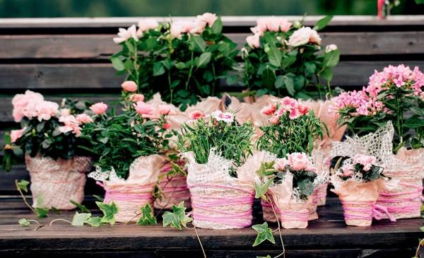 znakovi o sobnom cvijeću 