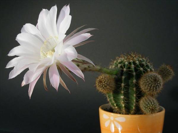 zašto kaktus cvjeta kod kuće: znakovi 