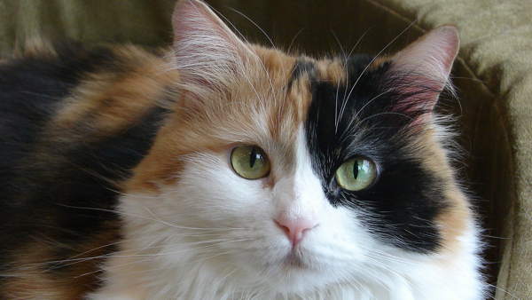 trobojni mačji predznaci 