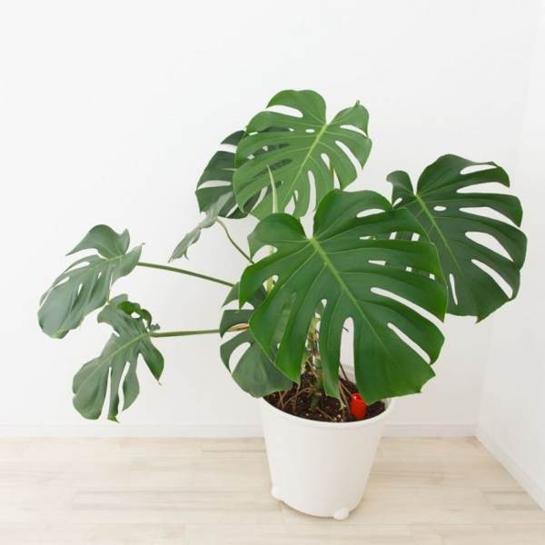 cvijet monstera 