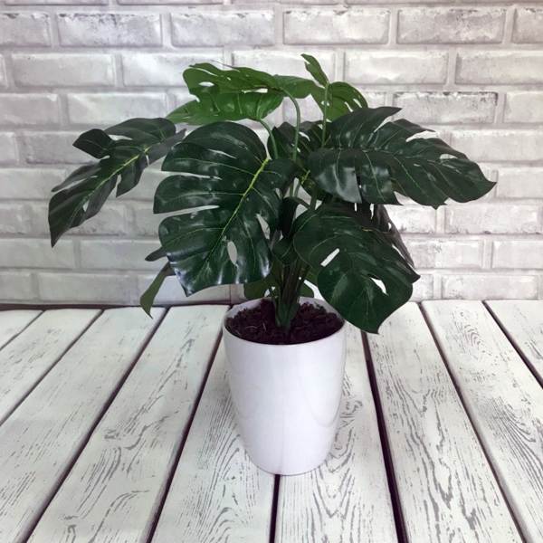 biljka monstera 