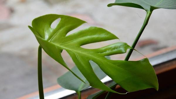 sobni cvijet monstera 