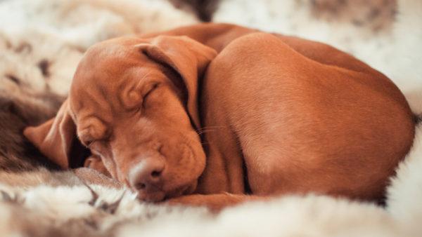 Zašto sanja mrtvi pas?  