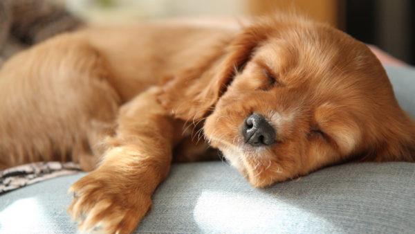 Zašto sanja mrtvo štene? 