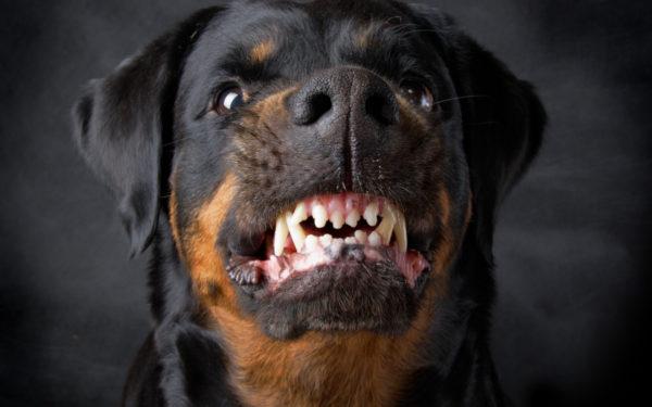 Zašto sanja bijesni pas? 