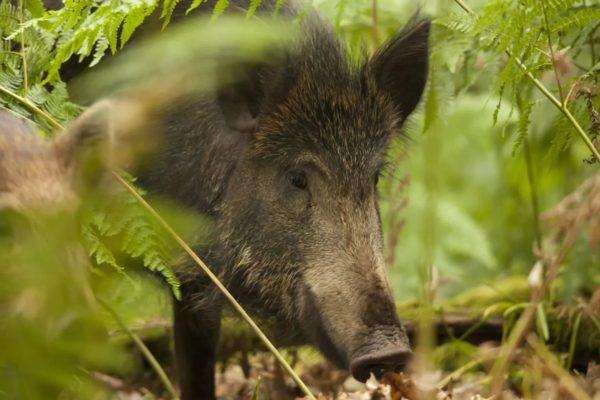 Zašto sanja divlja svinja? Zašto sanja divlja svinja?