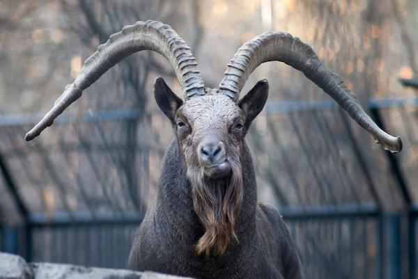 ako ste sanjali o planinskoj kozi 