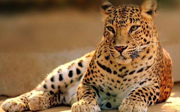 Leopard Leopard