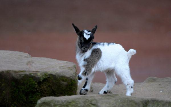 Vidjeti rogatu kozu u snu Vidjeti rogatu kozu u snu