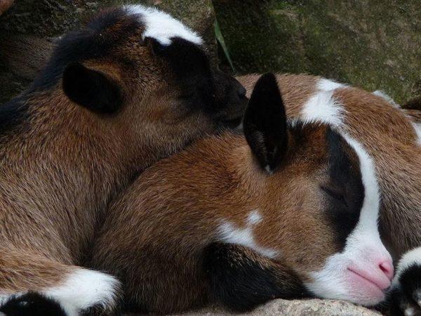 Spavaju djeca Spavaju djeca