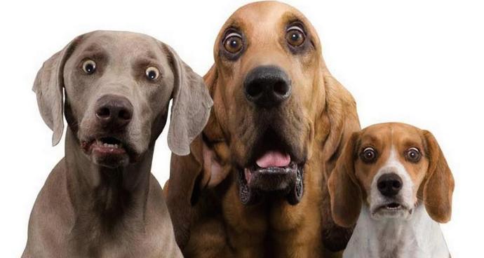 Duh napada pse lutalice