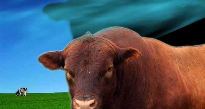 Duh teleta na pašnjaku