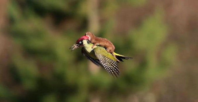 Jahanje djetlića je slabo?