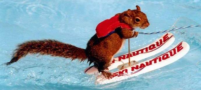 Skijanje na vjeverici postalo je internet senzacija.