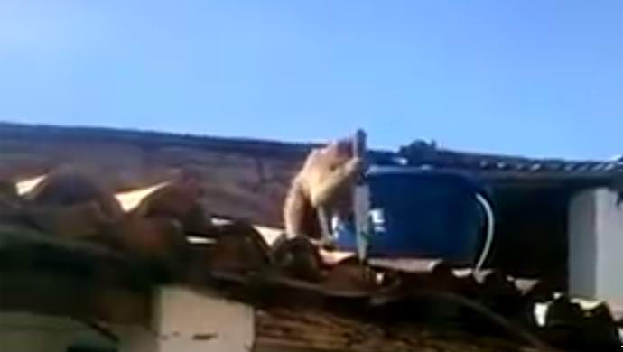 Pijana majmuna koja baca nož na ljude postala je zvijezda na Internetu.