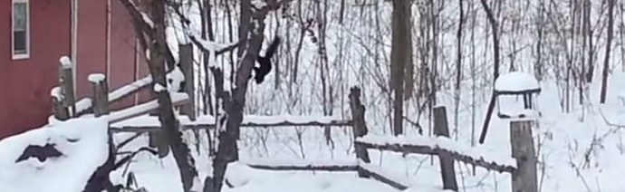 Možete samo suosjećati s pijanom vjevericom