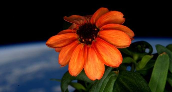 Procvjetao prvi kosmički cvijet u historiji