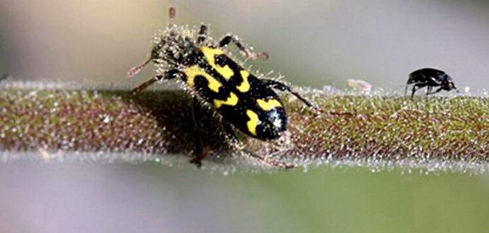 Biljka se brani stežući se mrtvim insektima.