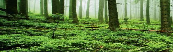 Biljke lakše podnose svjetske katastrofe