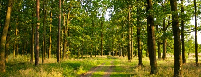 Jesu li biljke naše ubice?