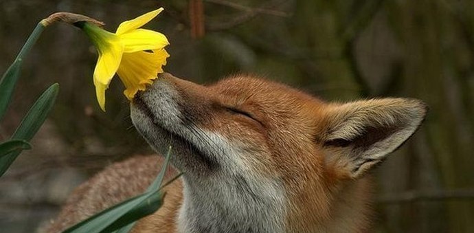 Inteligentni životinjski svijet oko nas