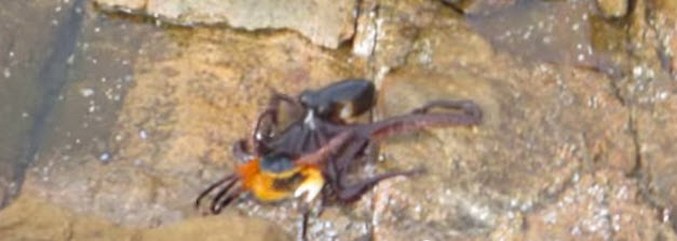 Najrjeđa pucnjava: hobotnica lovi na kopnu