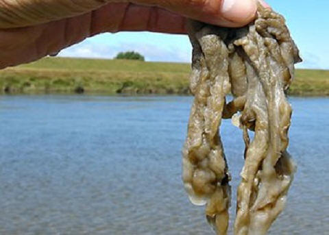 Kliknite za prikaz pune veličine