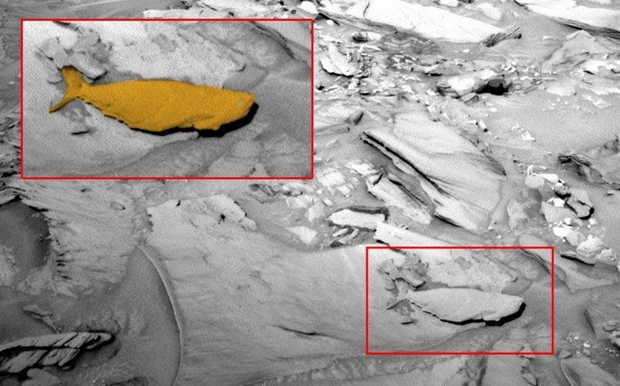 Riba na Marsu - zadivljujući nalaz