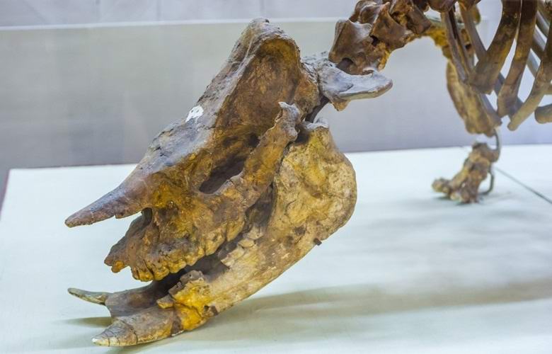 Ruski naučnici otkrili su novu vrstu dinosaura